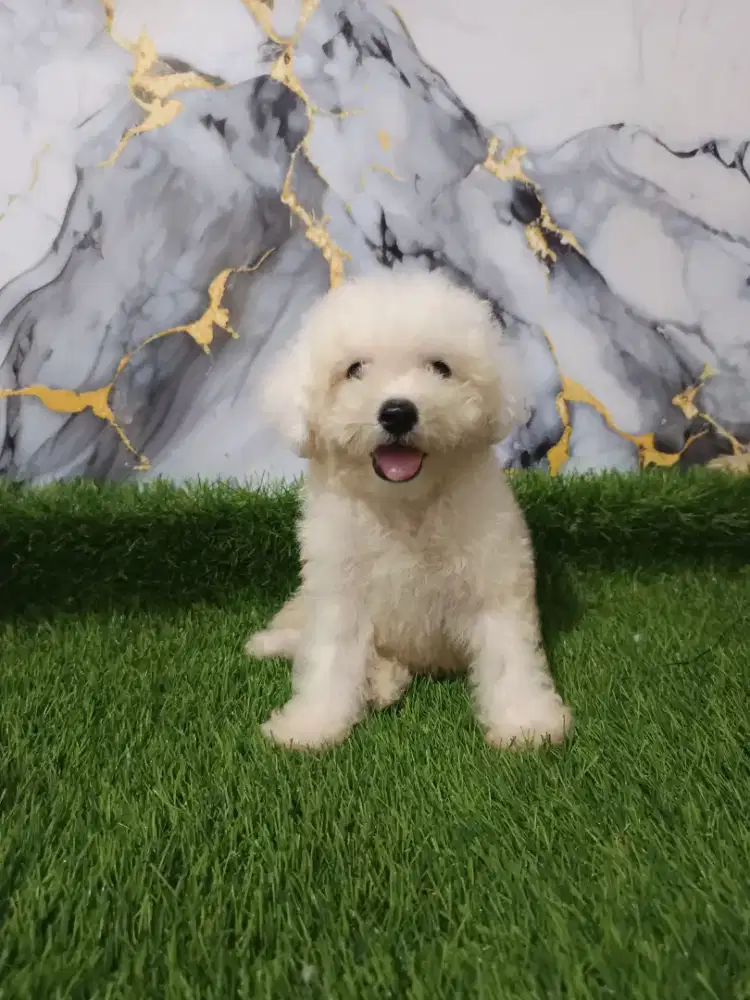 Bichon jantan Korea kosongan