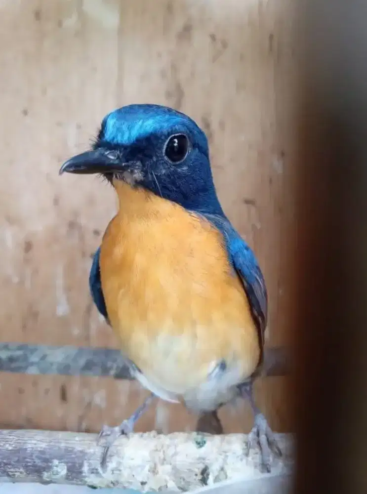 Tledekan gunung bahan