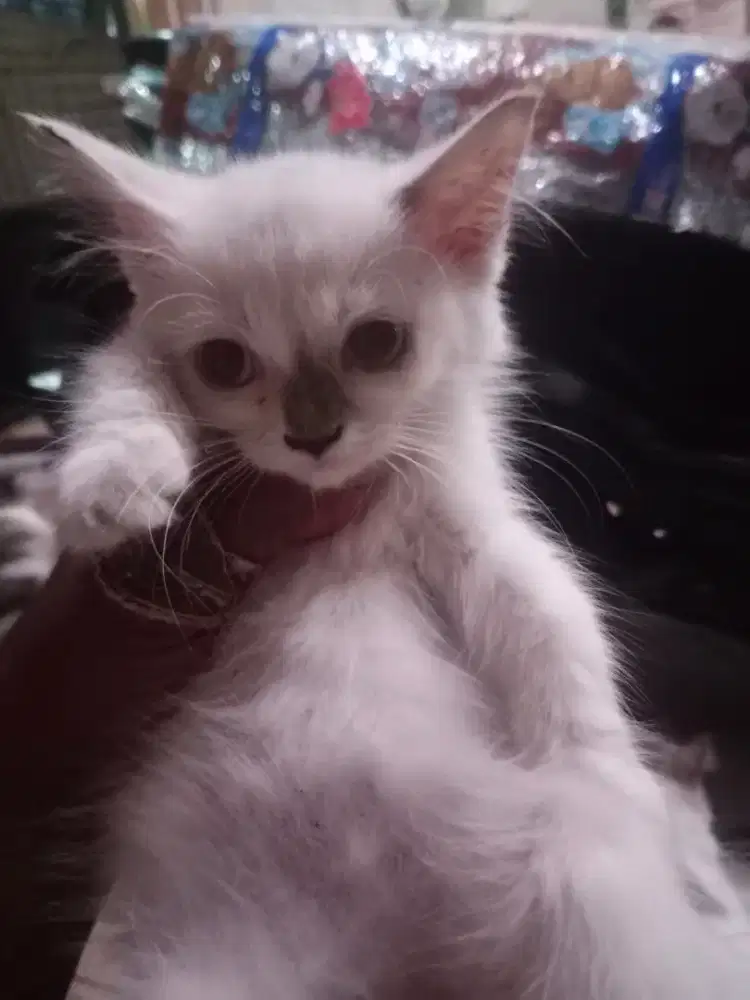 Persia medium warna putih