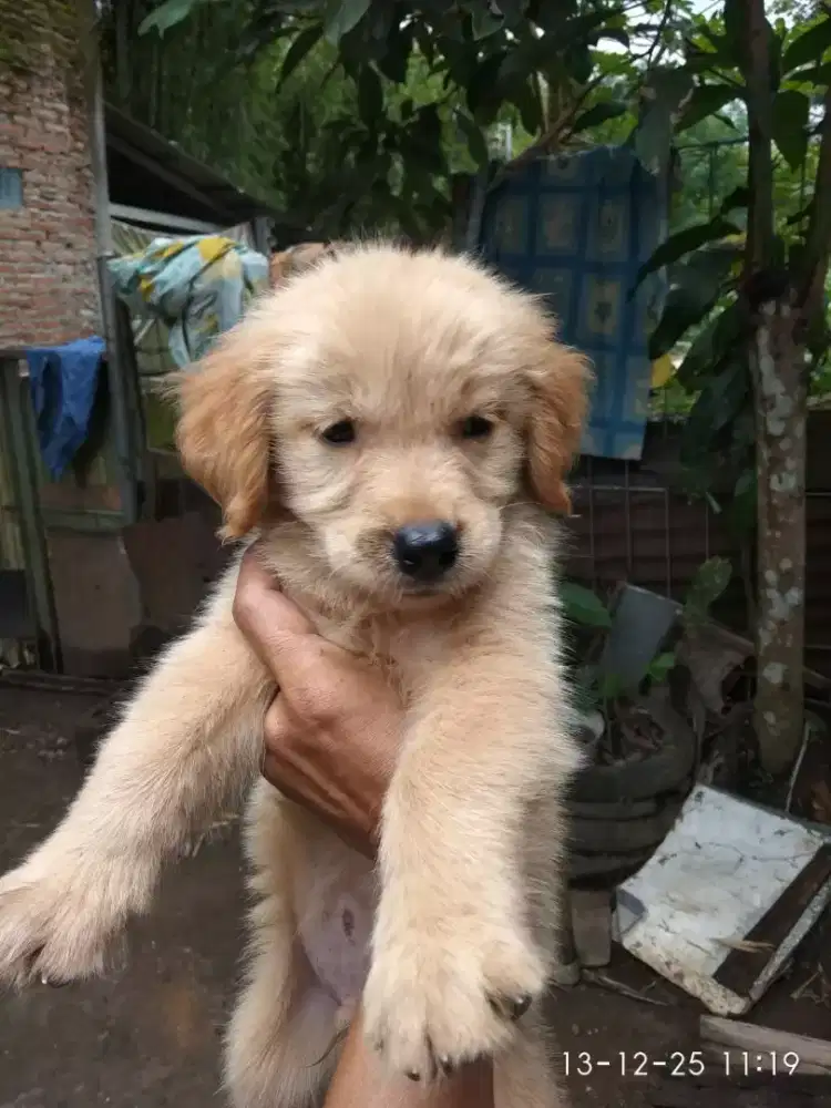 Pupies golden ( jateng)