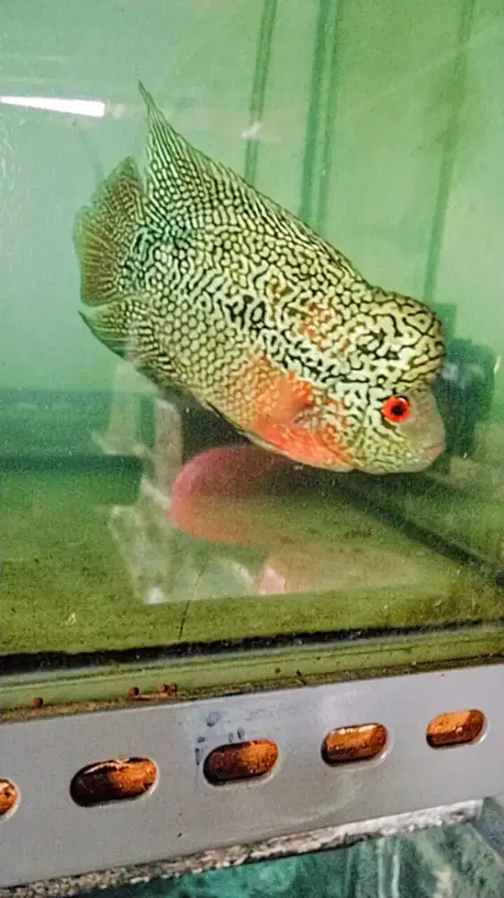 Louhan cencu crosshead