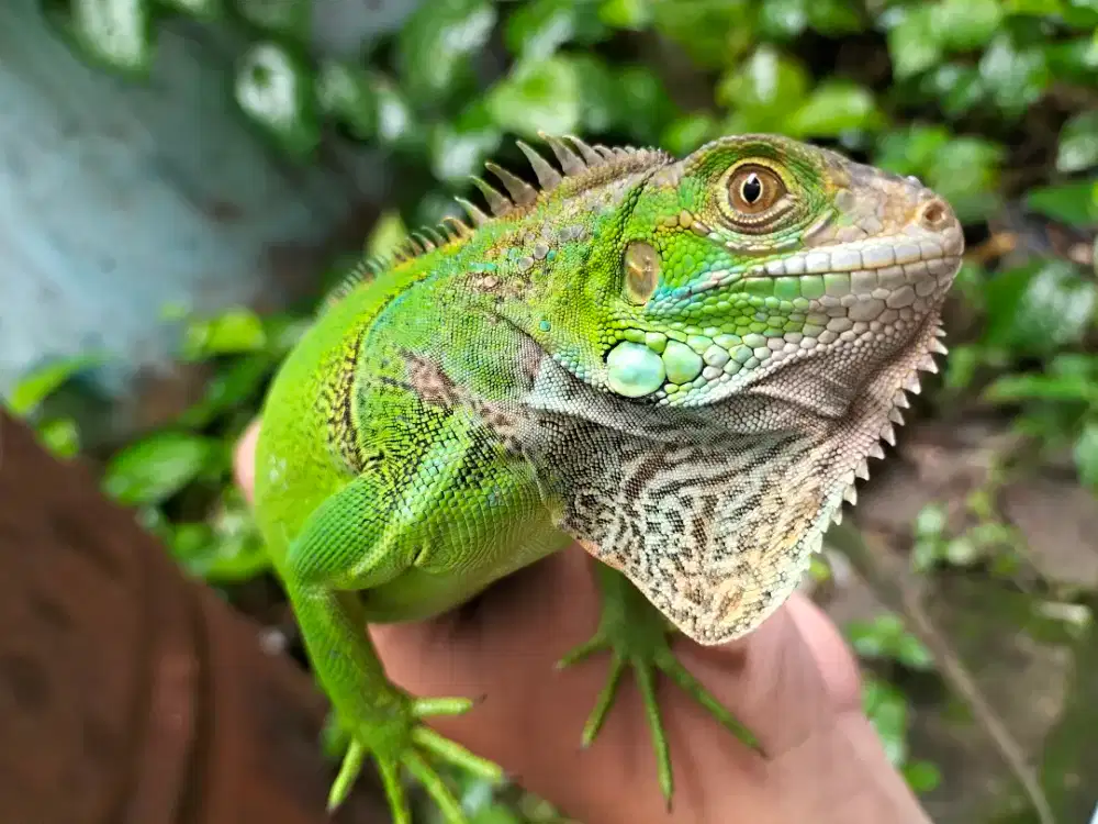 Green Iguana jinak