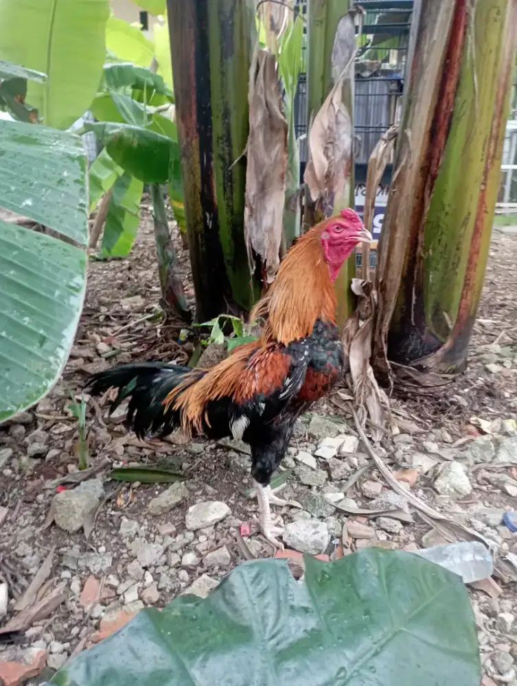 Ayam Bangkok muda gress mental full