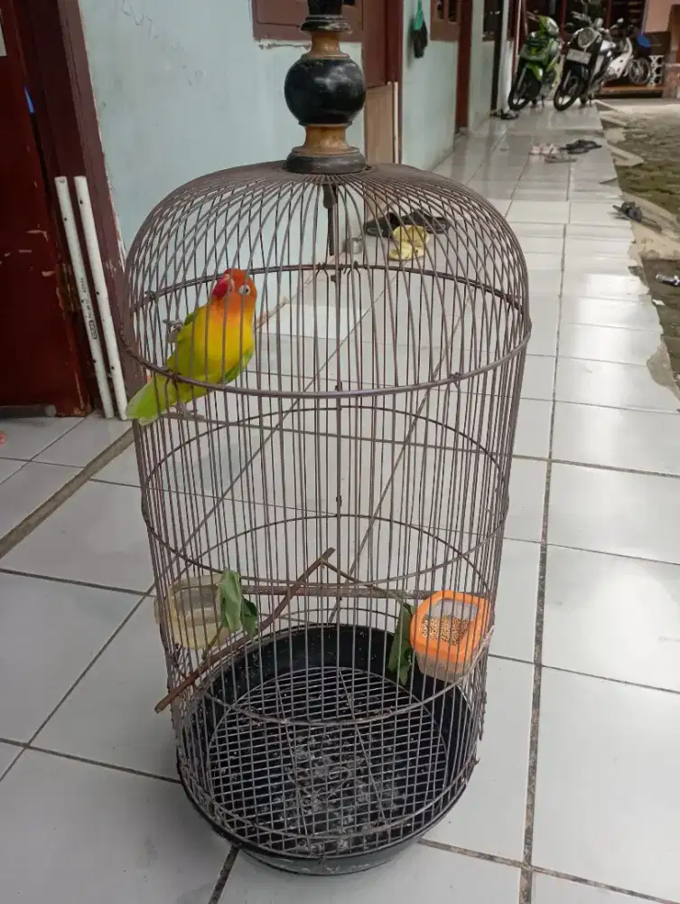 Burung lovebird Paskun jantan mapan fullset