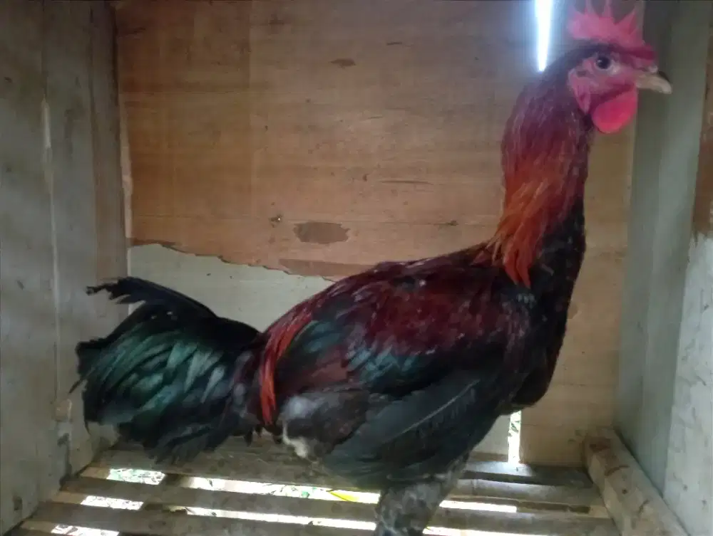 Ayam Pelung jago muda belajar kukuruyuk