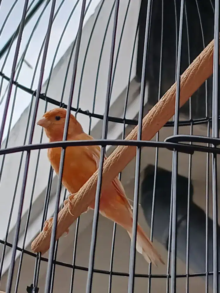 Jual cepat 2 burung gacor full aet