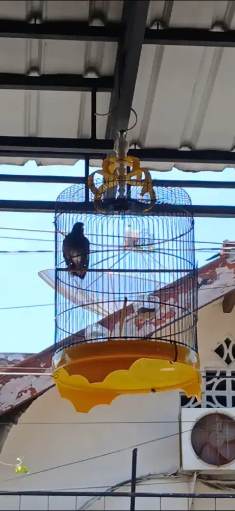 Jual cepat burung nias gacor full aet