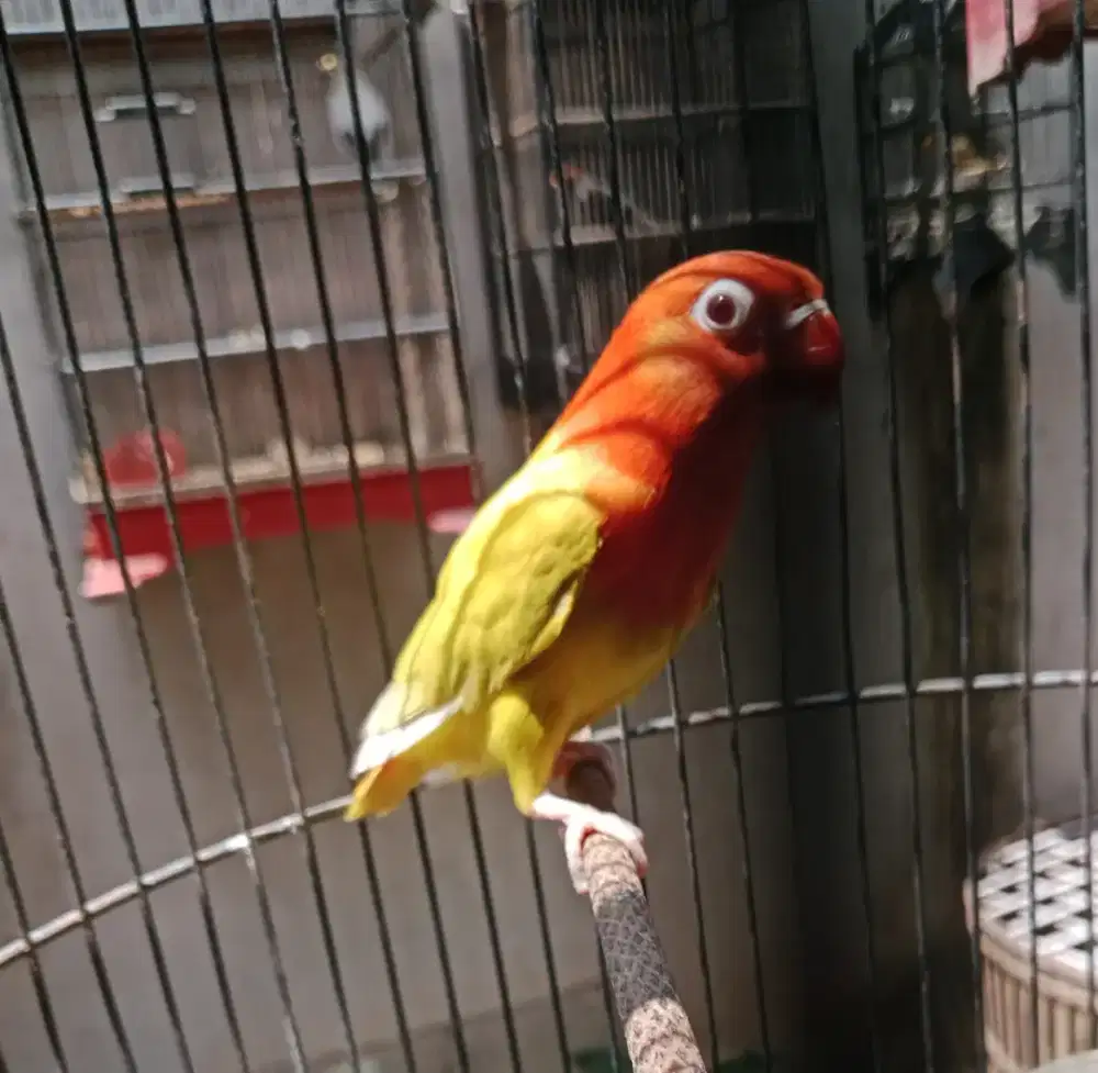 Burung lovebird biola luntino mata merah
