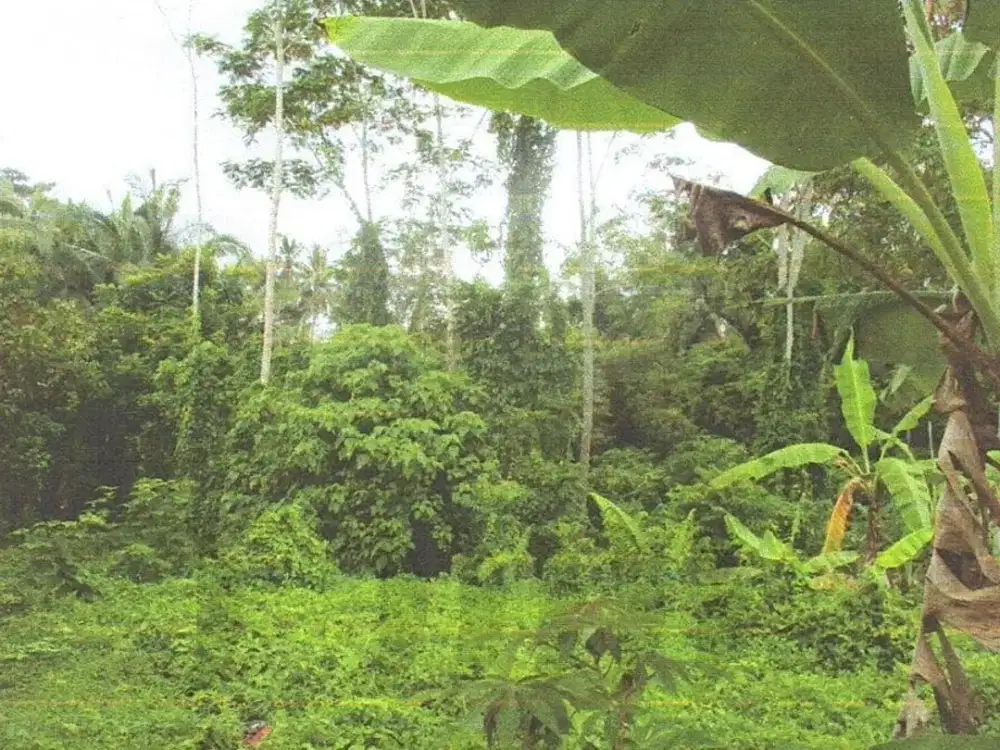 DIJUAL 1 BIDANG TANAH – KABUPATEN TABANAN