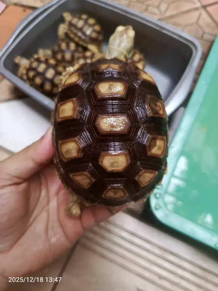 Kura Kura Darat 10-11cm