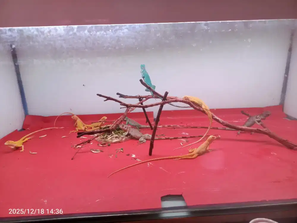 Iguana Blue & Iguana Albino