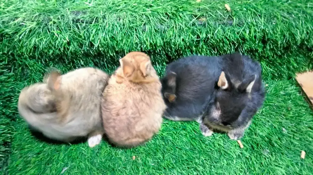 Kelinci Hias jenis Netherlands dwarf