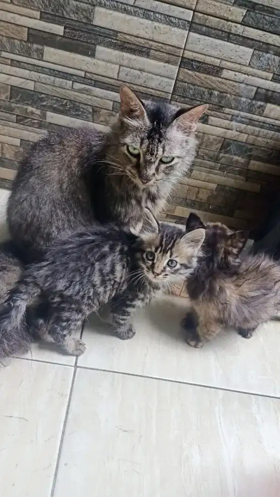 Kucing peranakan mencoon.