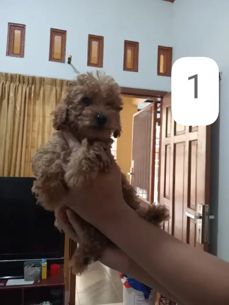 anjing poodle bulu kriwil