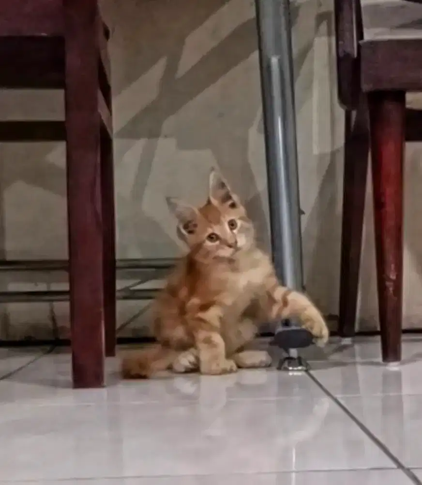 Maine coon kitten ped/nonped jantan polydactyl