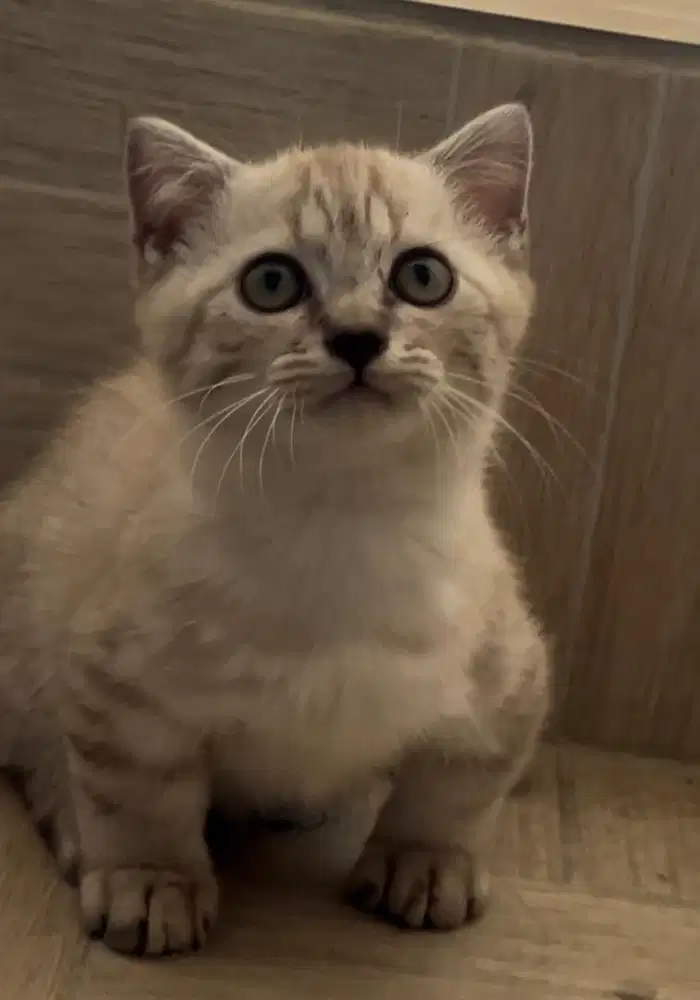 Kucing munchkin bsh british shorthair bsh scottish fold