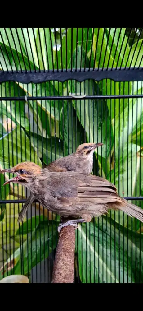 Cucak rowo muda anakan hutan