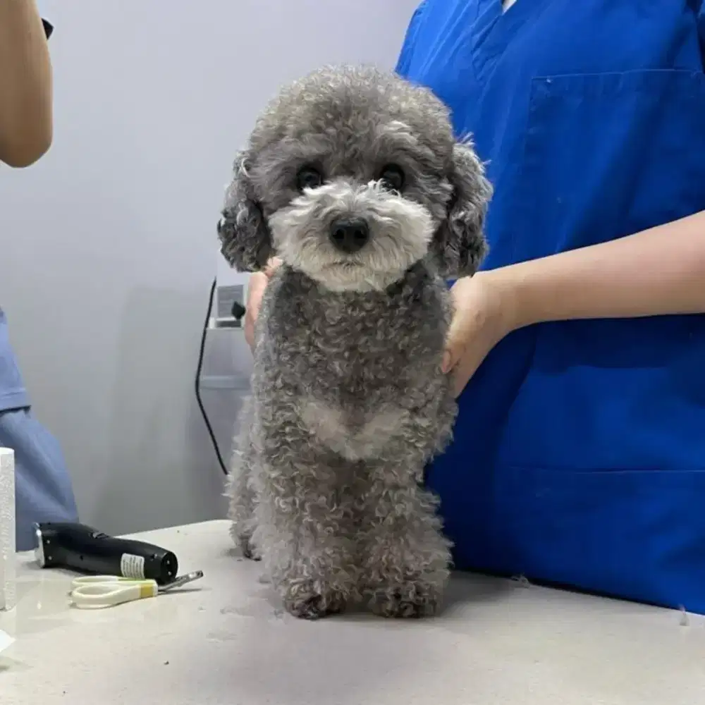 silver toy poodle betina usia 1thn non stb