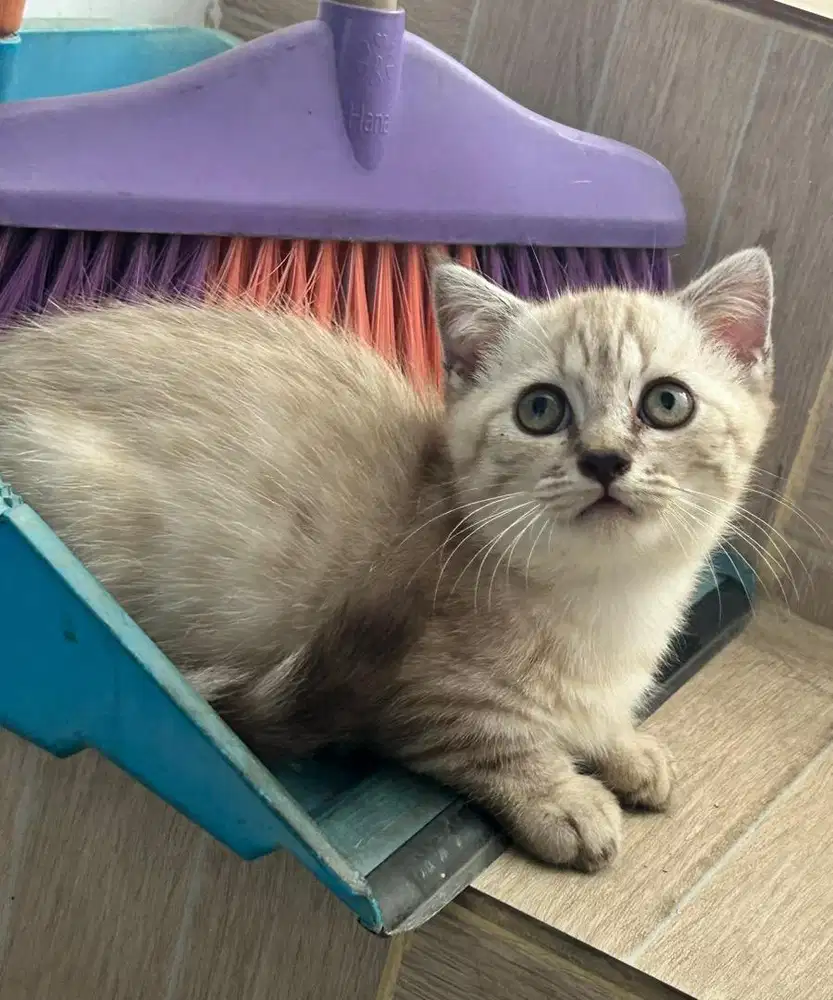 Kucing munchkin bsh british shorthair scottish fold