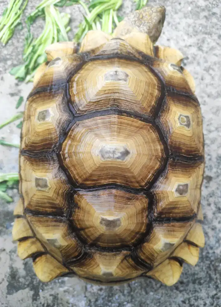 Sulcata 40 CM Cakep Cerah