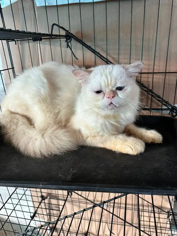 Kucing peaknose jantan,nego