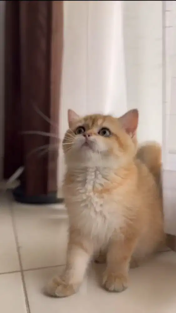 British shorthair bsh non ped golden ny12