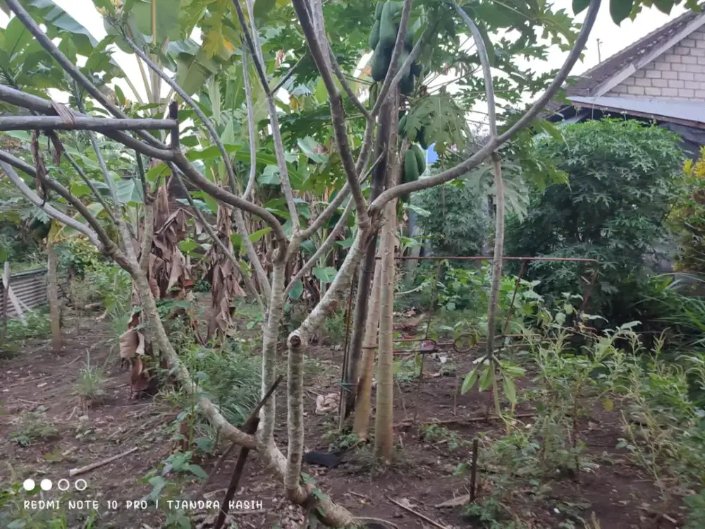 DIJUAL 1 BIDANG TANAH – KABUPATEN TABANAN