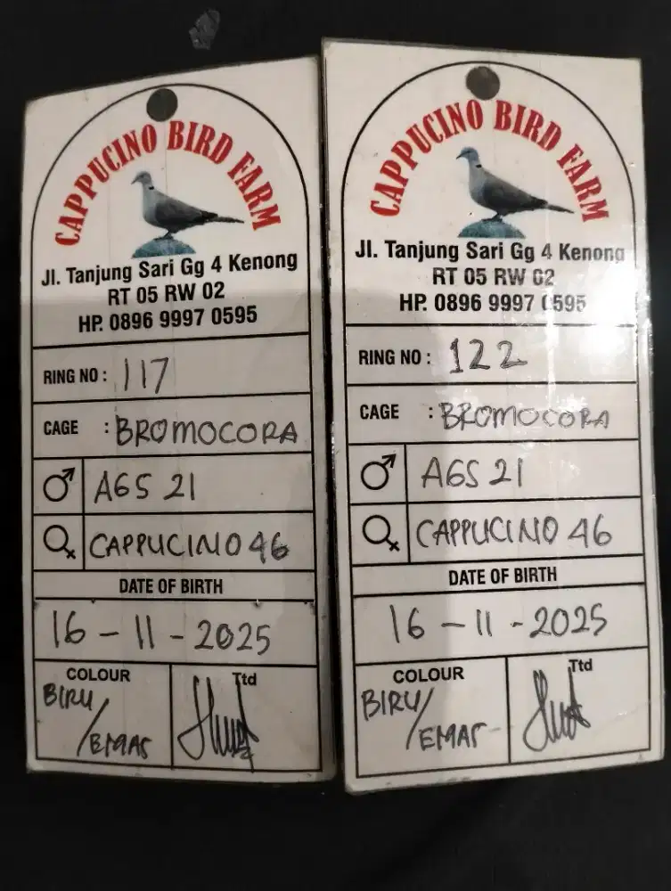 PUTER PELUNG SEPASANG