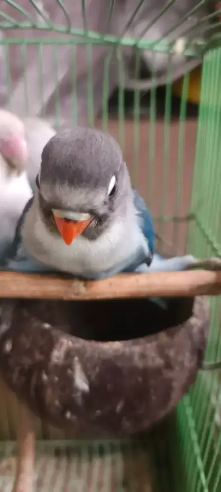 Love bird anakan sudah bisa mkan biji