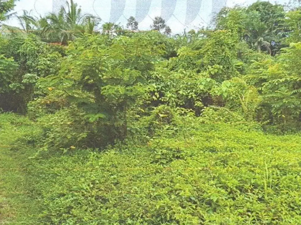 DIJUAL 1 BIDANG TANAH – KABUPATEN TABANAN