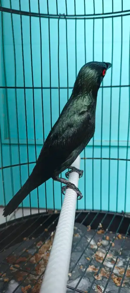 Burung hitam mata merah