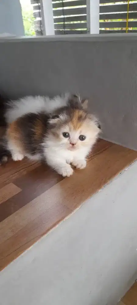 Kucing gaelic betina (Munchkin x Scottish fold)