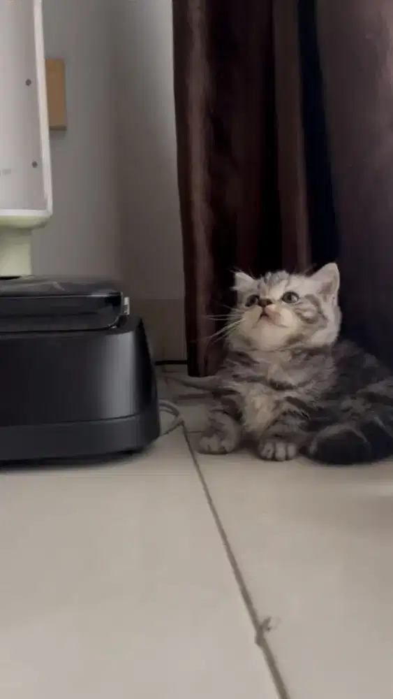 Bsh munchkin rug hugger