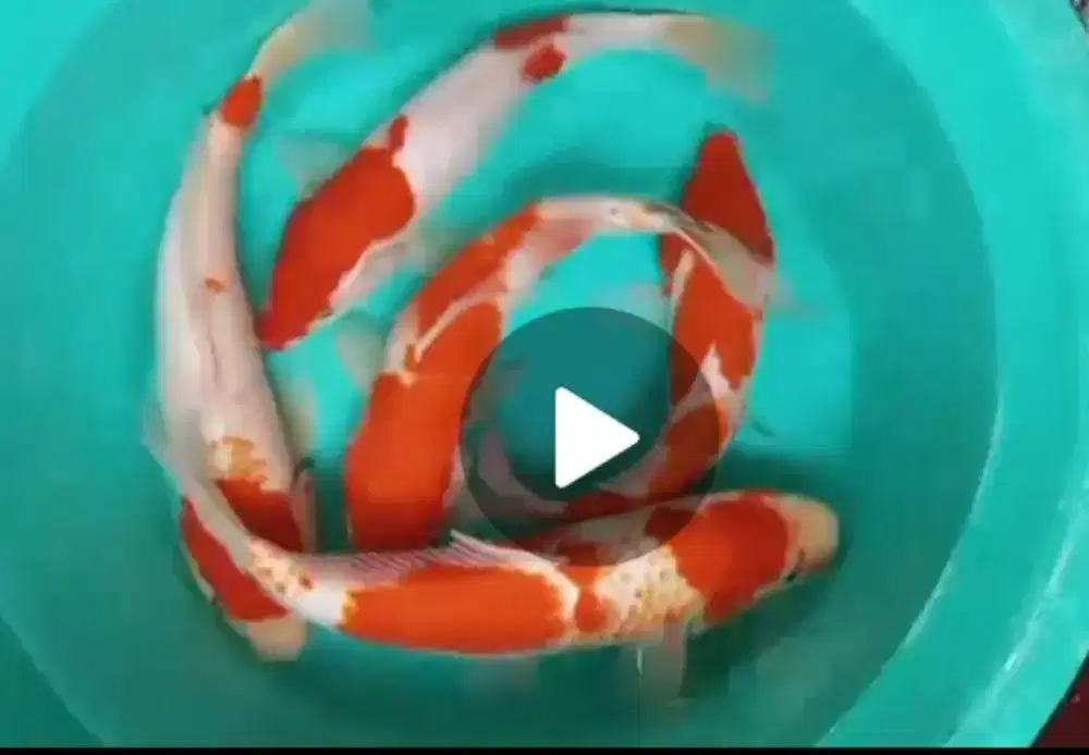 Dijual paket koi 5 ekor size-+25-30cm