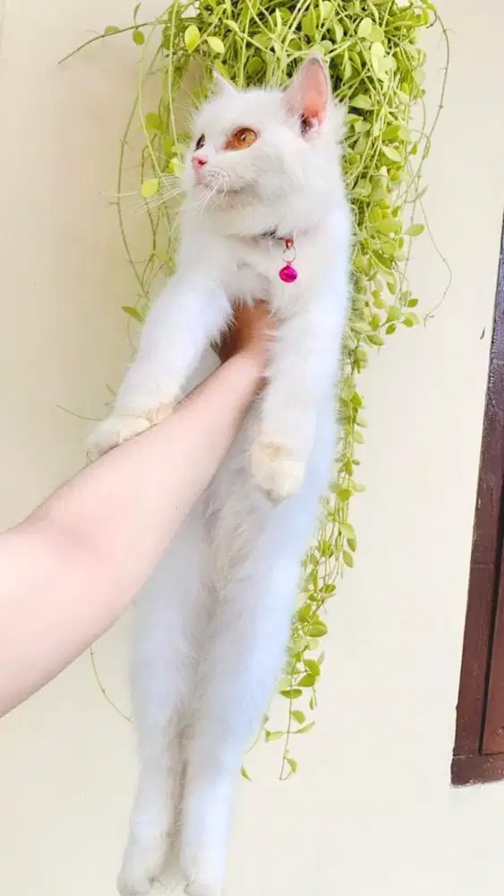 Kucing Persia betina