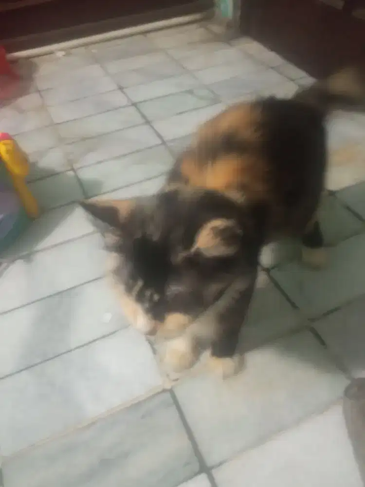 Kitten kucing persia indukan
