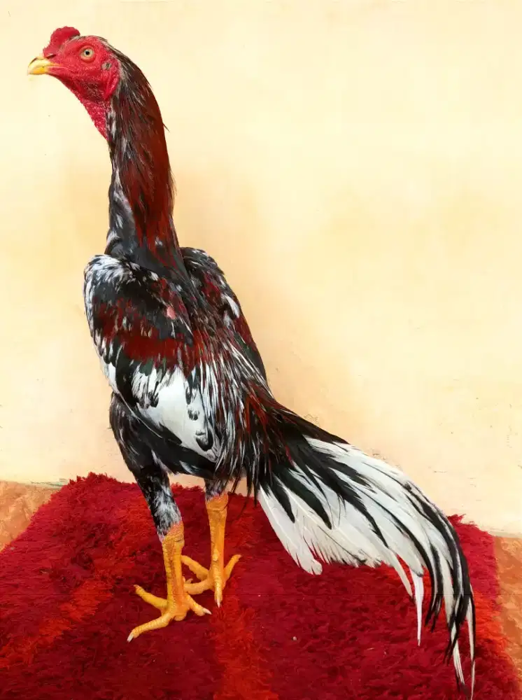 Ayam Line Bk Clasik x Pakhoy, Umur 6 Bulan, Ukuran 4,Tulang Kasar