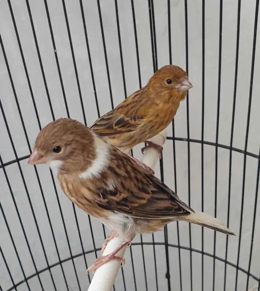 Kenari paud jantan 2 ekor