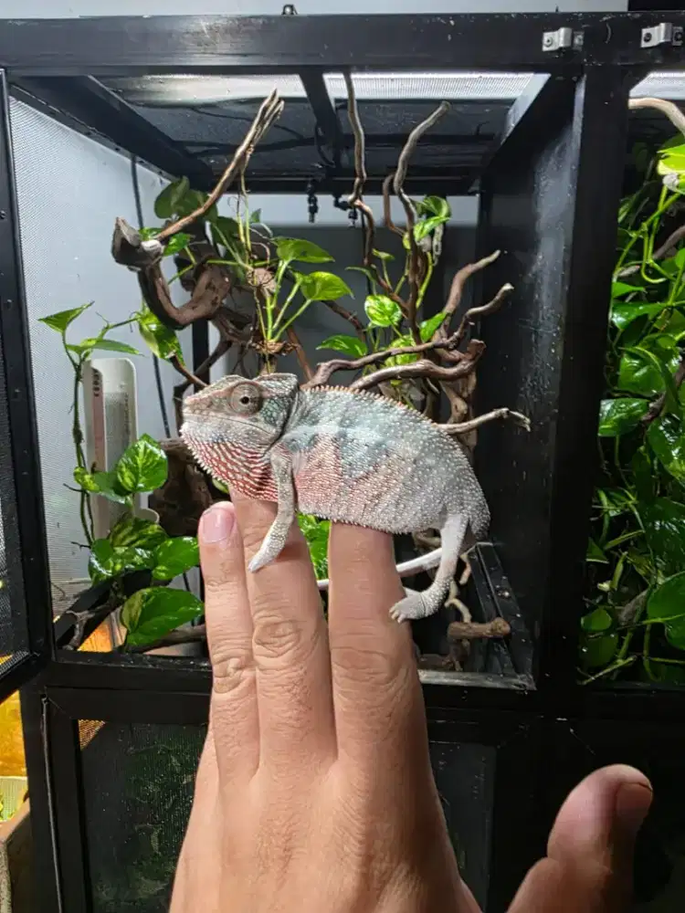 Panther chameleon yellow body blue bar ( YBBB )