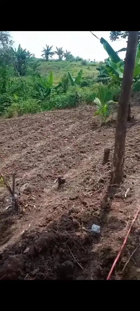 Dijual tanah produktif dekat dengan jalan raya Sukamakmur