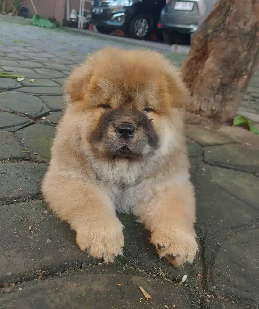 Chow chow,male,dob 06 oktober 2025