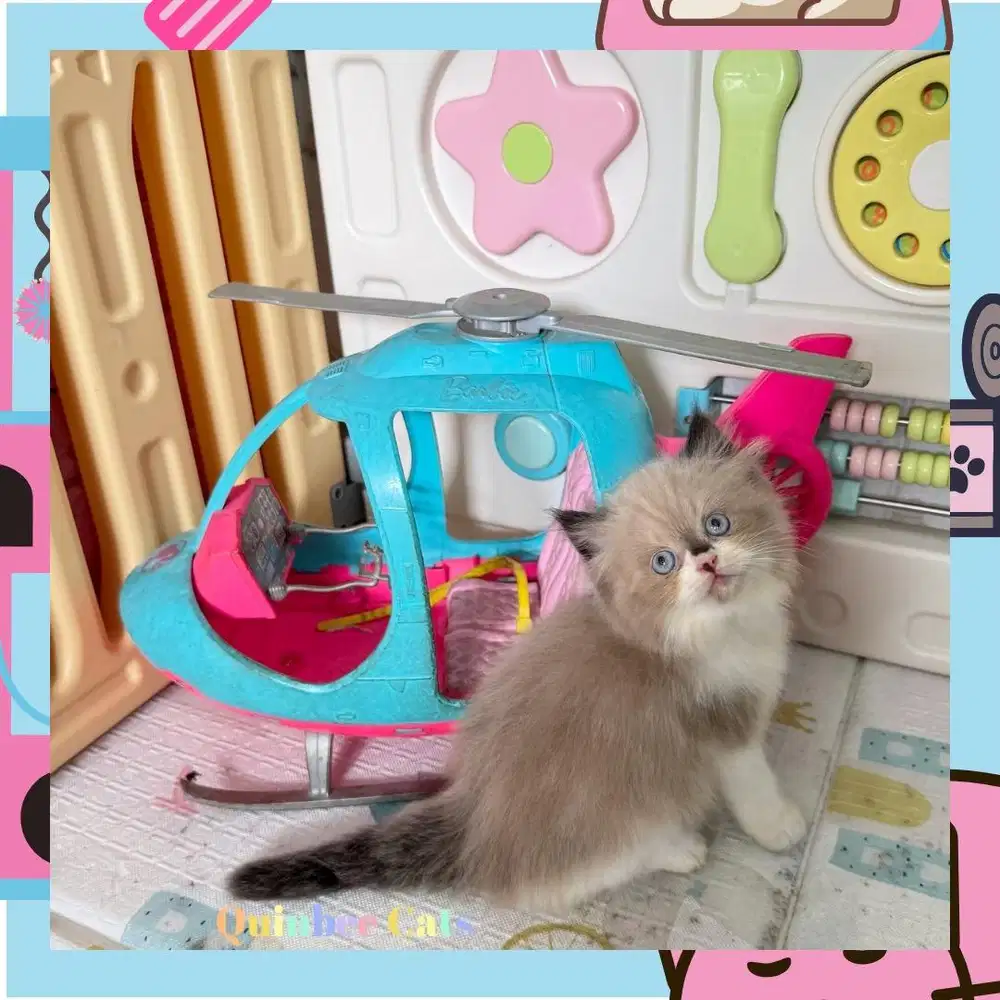 Kucing Ragdoll Seal Bicolor Jantan Chocolate Cinnamon White