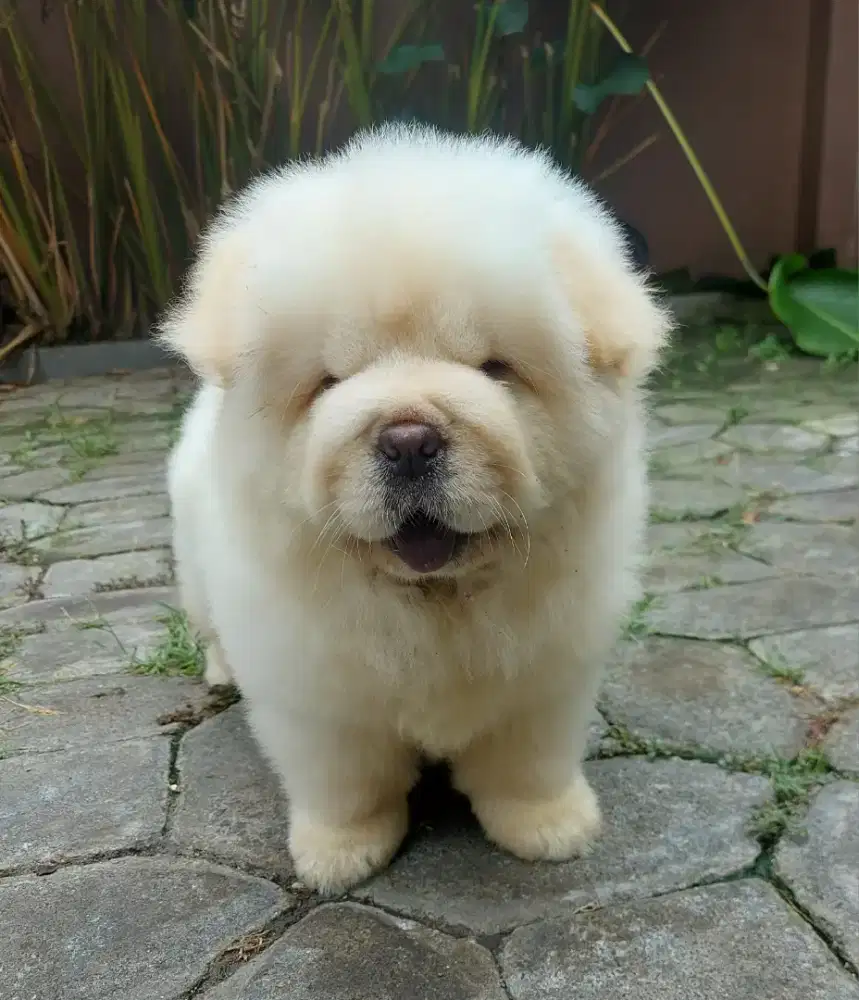 Chow chow,male,dob 06 okt 2026