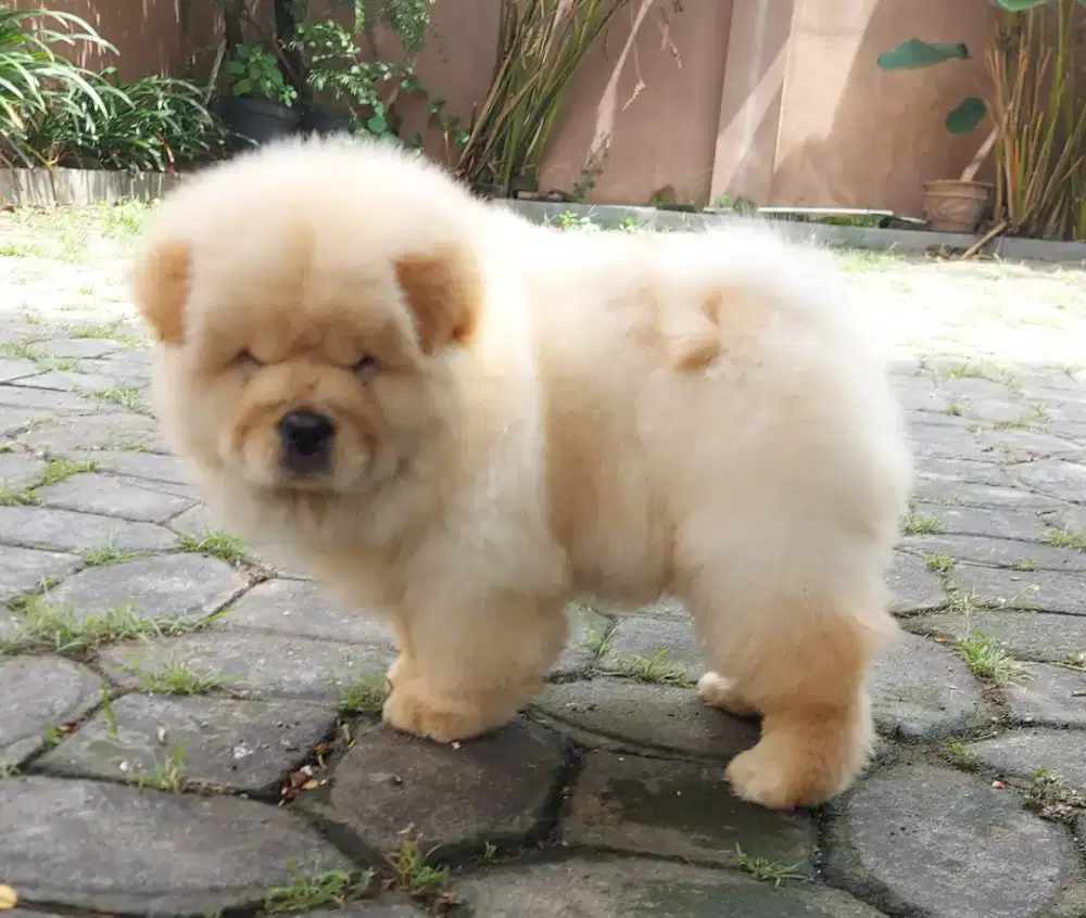 Chow chow,male,dob 06 oktober 2025