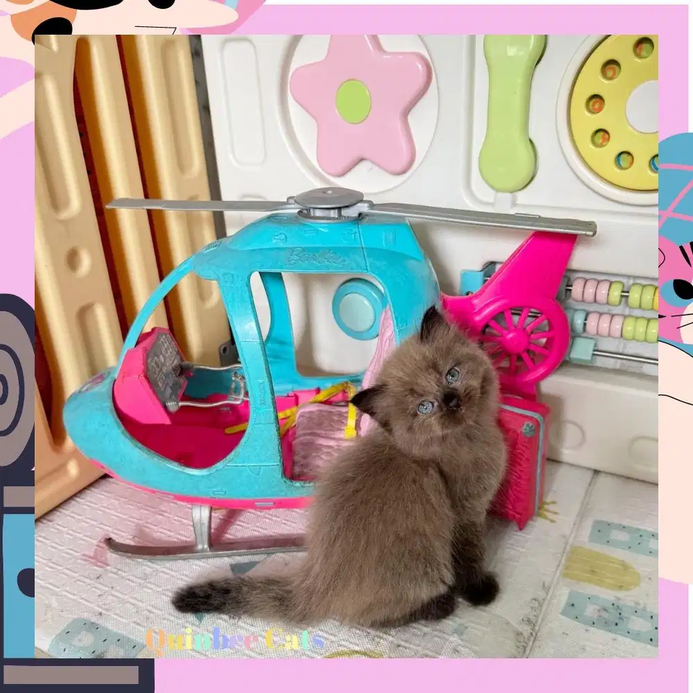 Kucing Himalaya Betina chocolate Cinnamon 2