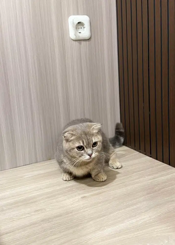 Bsh munchkin scootish