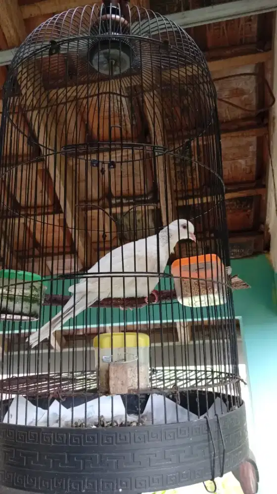 Burung Derkuku Sinom F2 Betina Dewasa