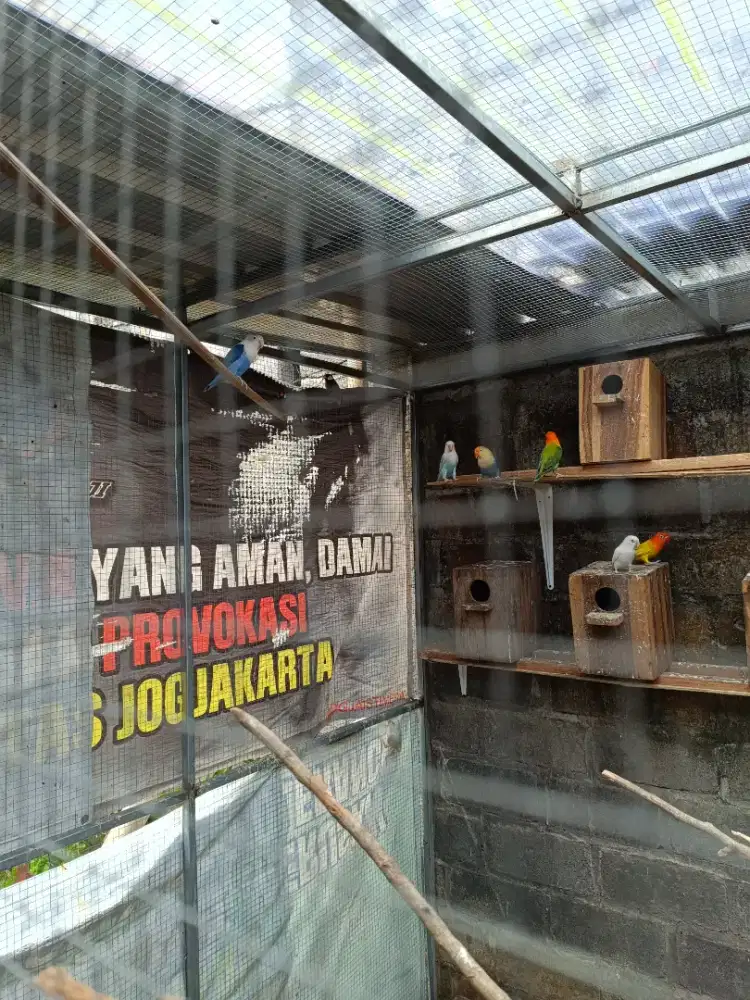 Lovebird albino, lutino, pasvio, biola