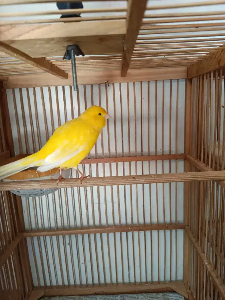 Kenari betina siapan f1