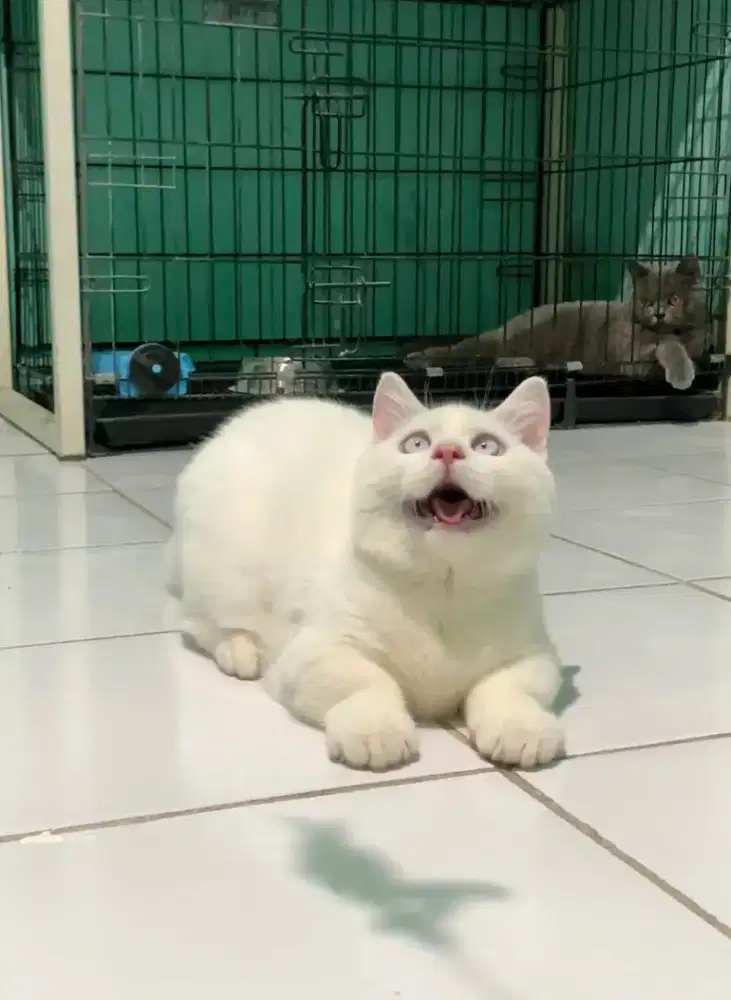 BSH MUNCHKIN CEBOL WHITE SOLID